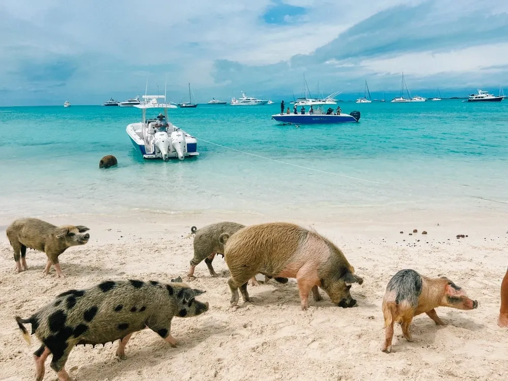 Pig Beach, stop in Exuma — photo 3