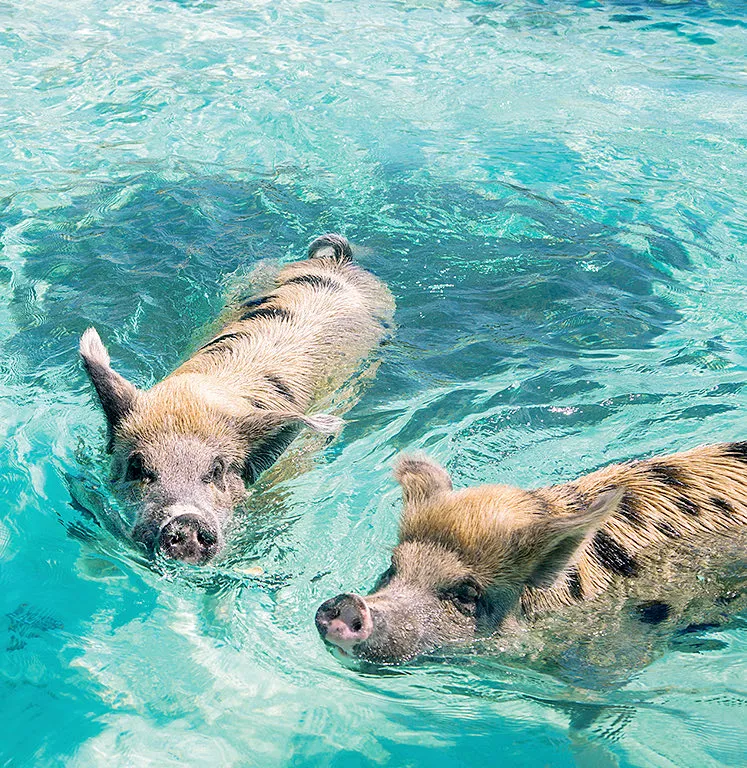 Pig Beach, stop in Exuma — photo 8