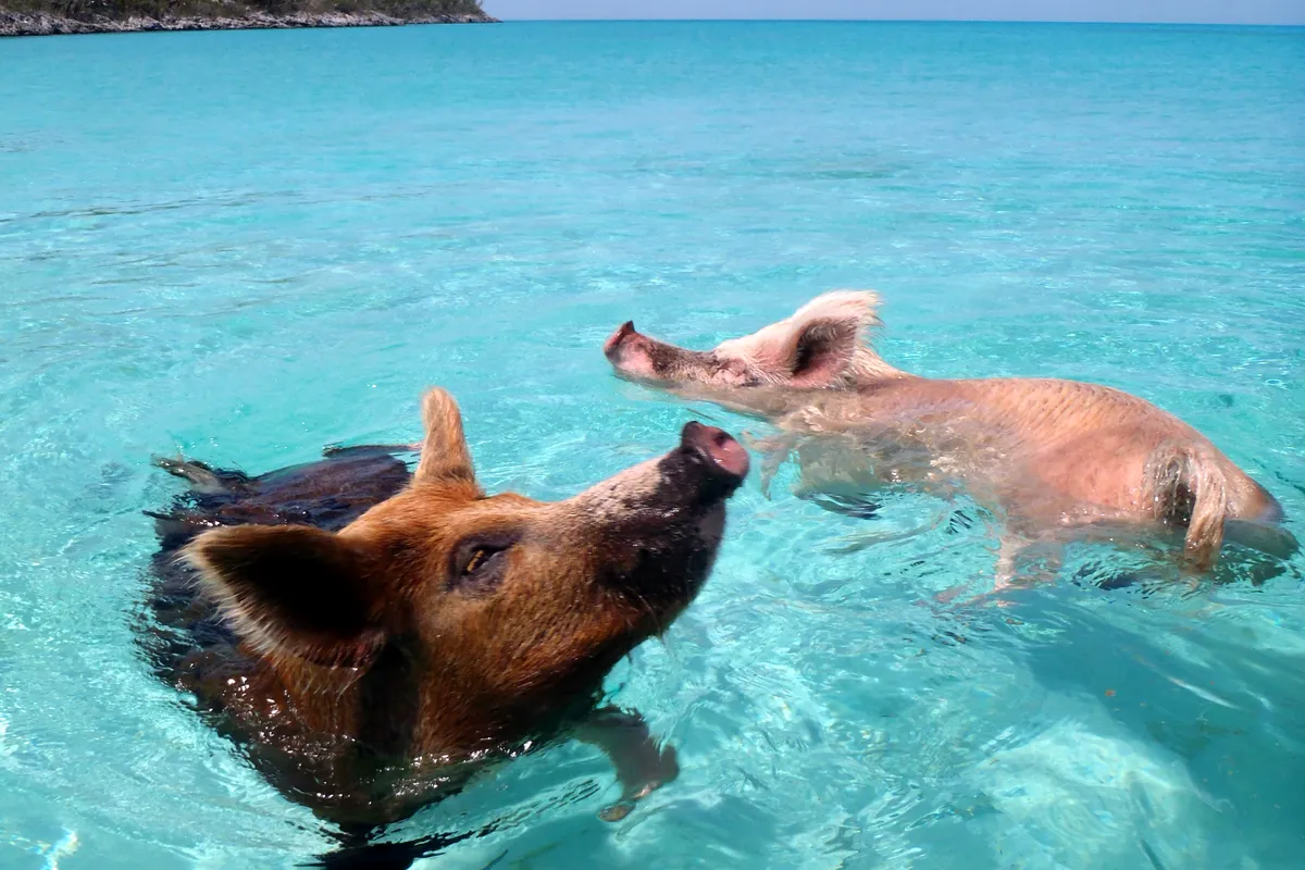 Pig Beach, stop in Exuma