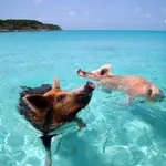 Pig Beach