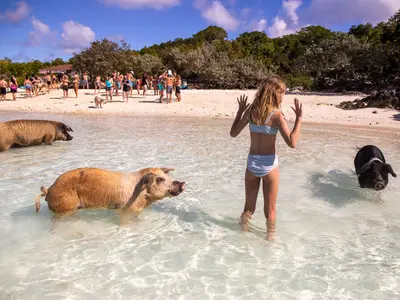 Pig Beach, stop in Exuma — photo 5