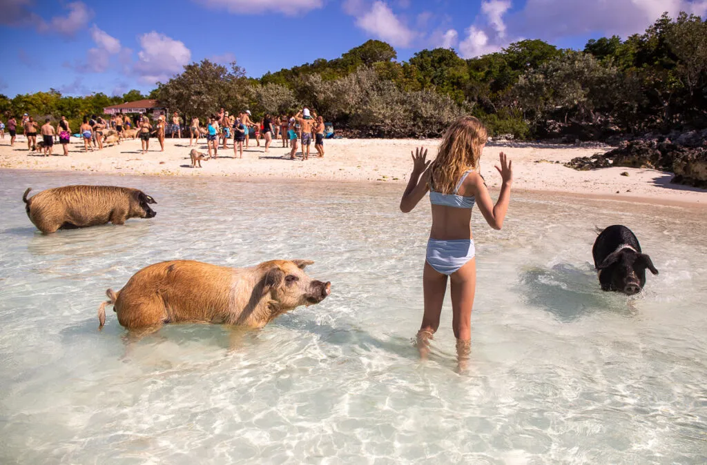 Pig Beach, stop in Exuma — photo 5