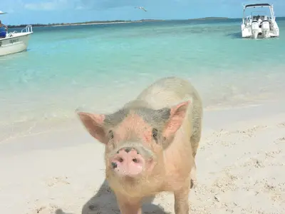 Pig Beach, stop in Exuma — photo 4