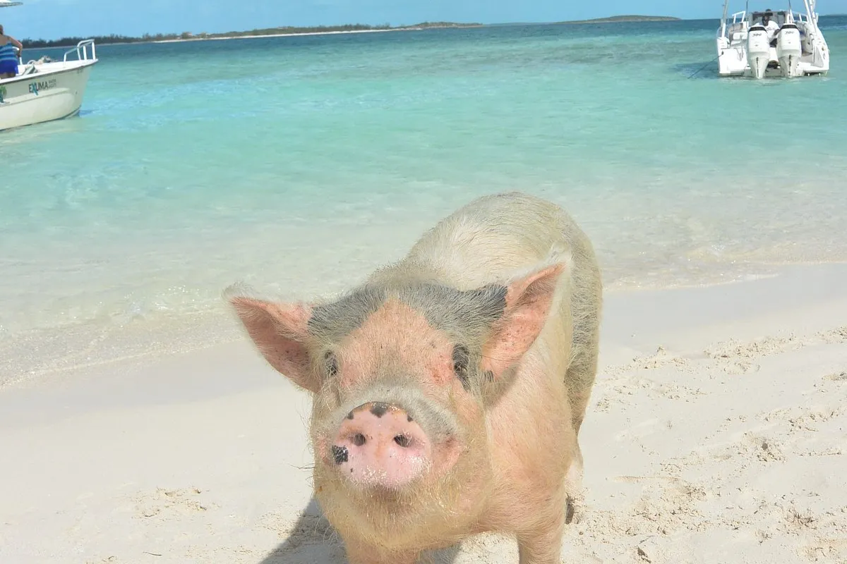 Pig Beach, stop in Exuma — photo 4