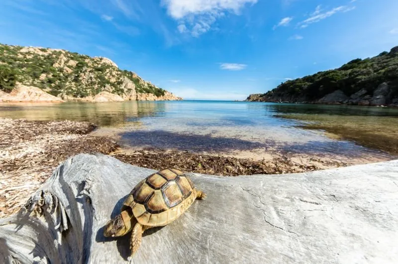 Cala Brigantina, anchorage in Italy — photo 4