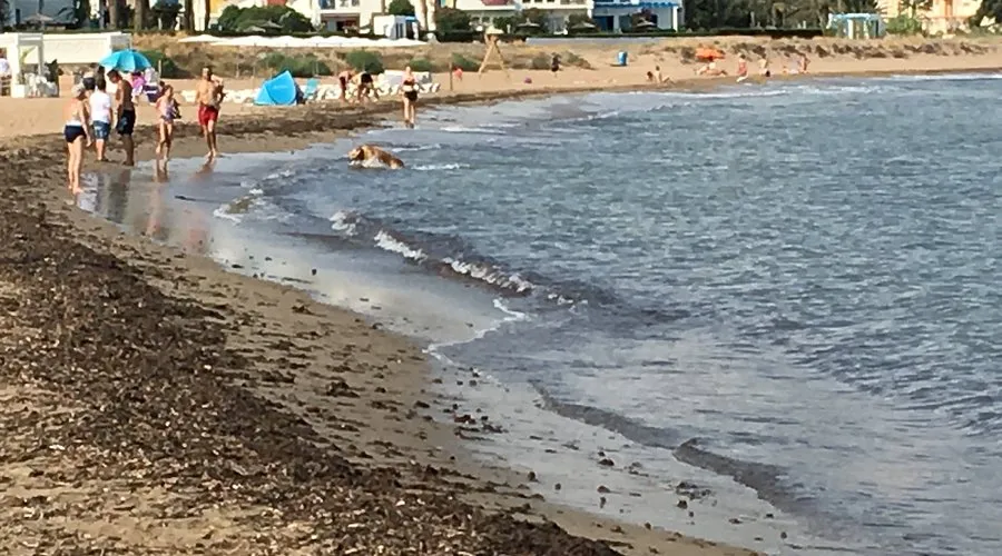 Platja dels Molins, stop in Ibiza, Spain — photo 8