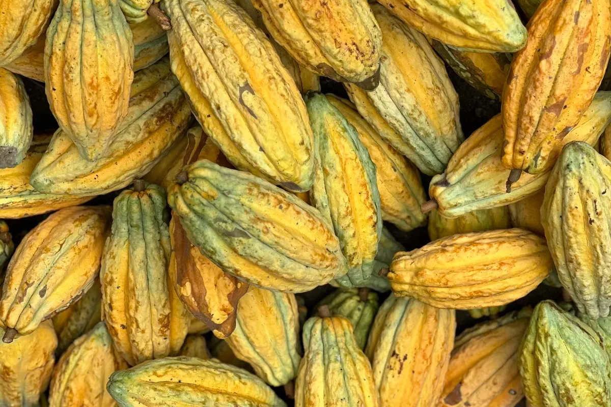Cacao / u Portucaccu Anchorage in France — photo 7