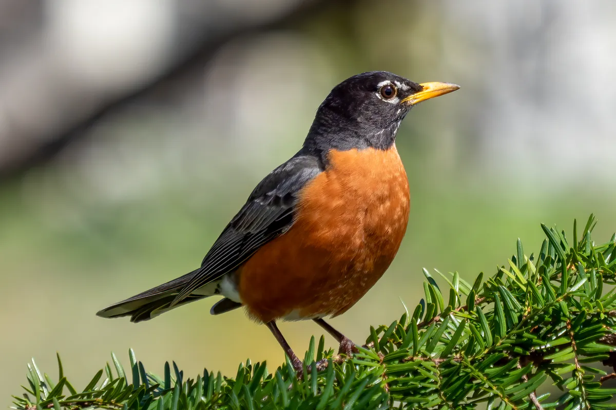 De Burd, stop in Netherlands
