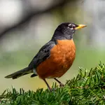 De Burd