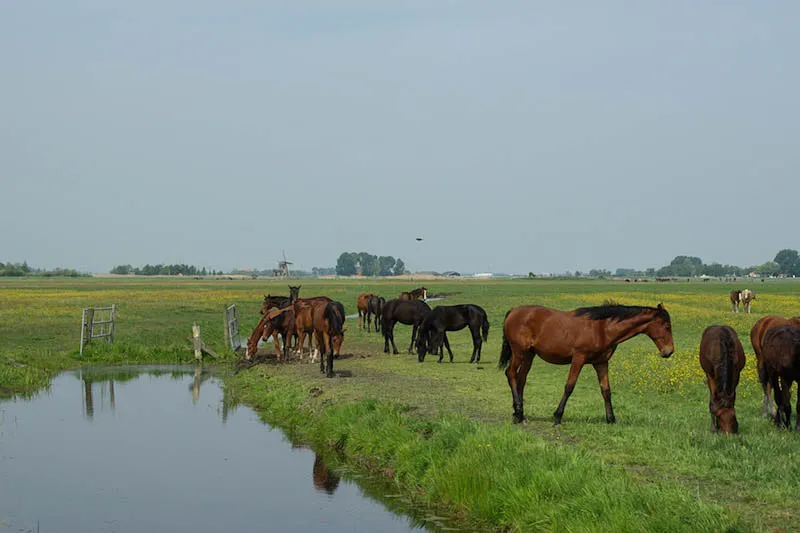 De Burd, stop in Netherlands — photo 7