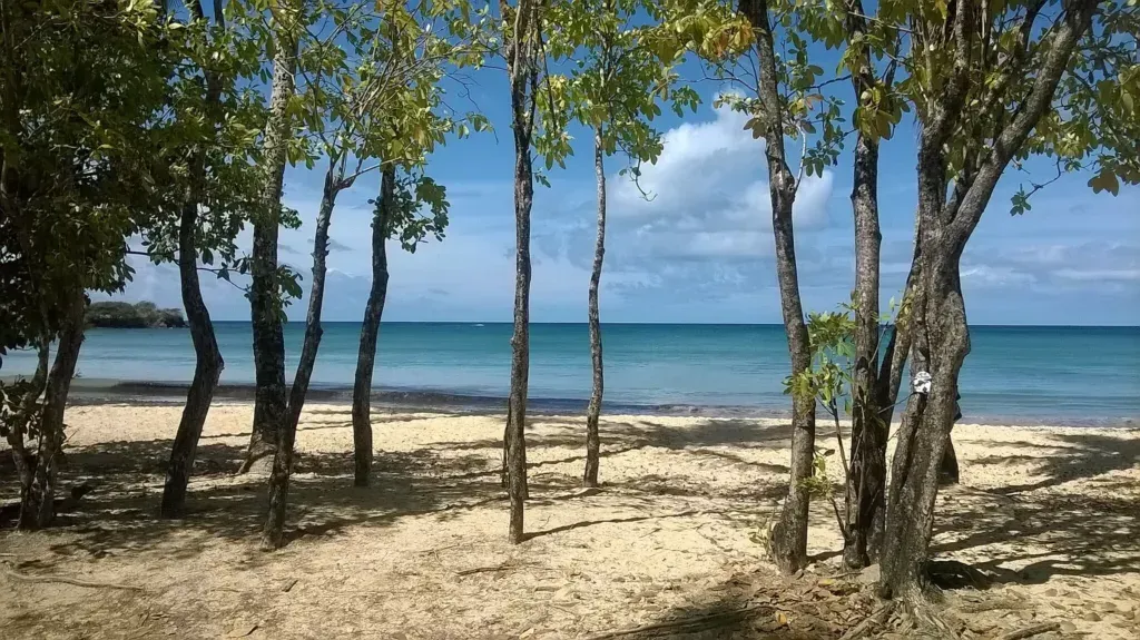 Grande Anse des Salines, anchorage in Le Marin, France
