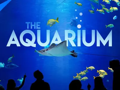 The Aquarium, stop in Bahamas — photo 2