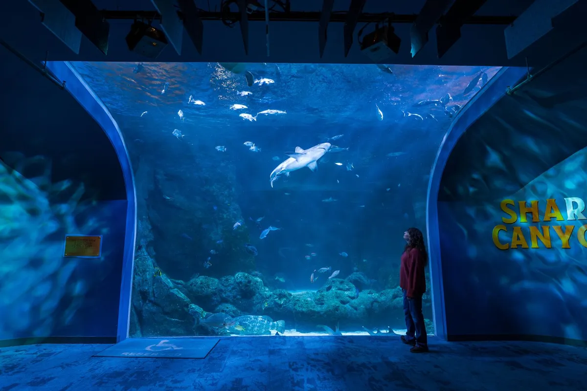 The Aquarium, stop in Bahamas — photo 7