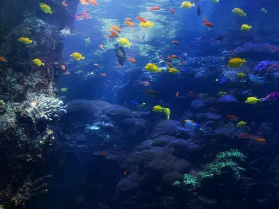 The Aquarium, stop in Bahamas — photo 5