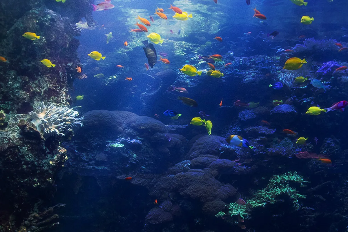 The Aquarium, stop in Bahamas — photo 5