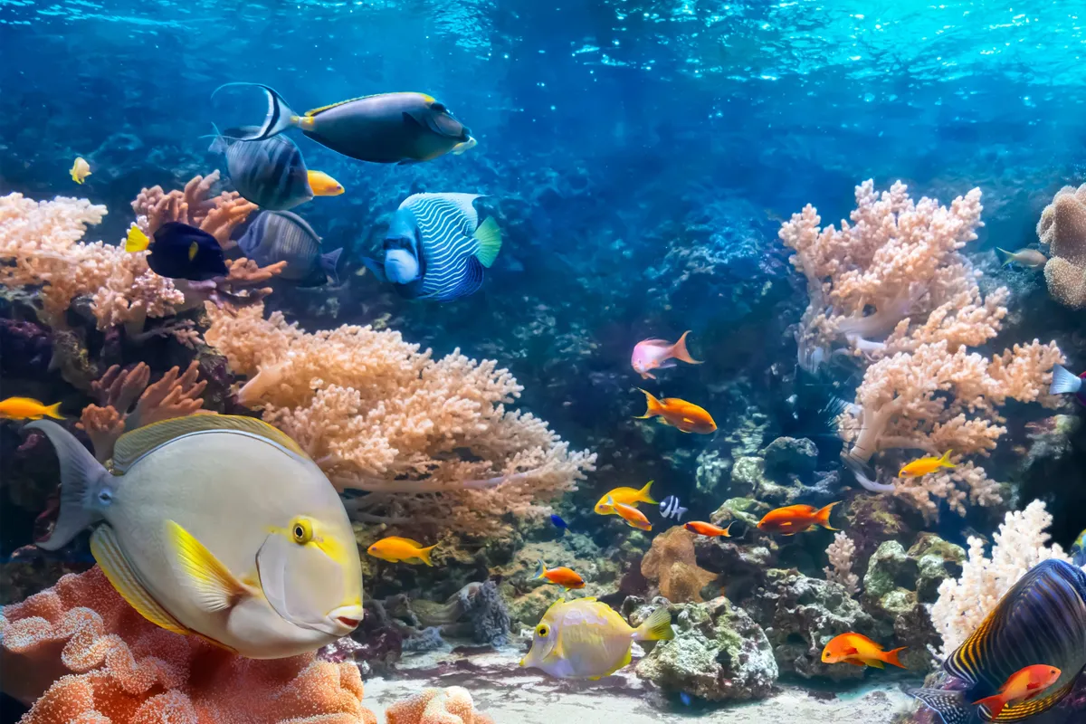 The Aquarium, stop in Bahamas — photo 10