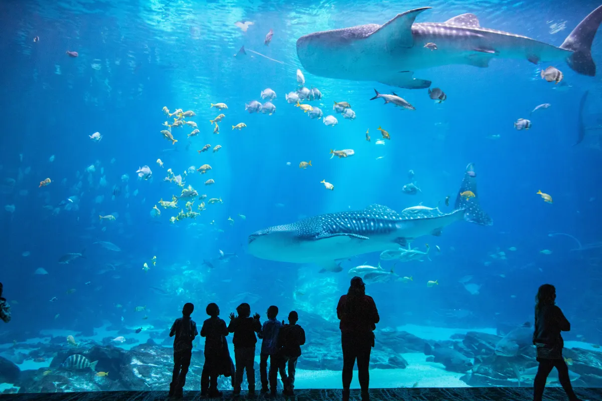 The Aquarium, stop in Bahamas