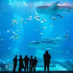 The Aquarium