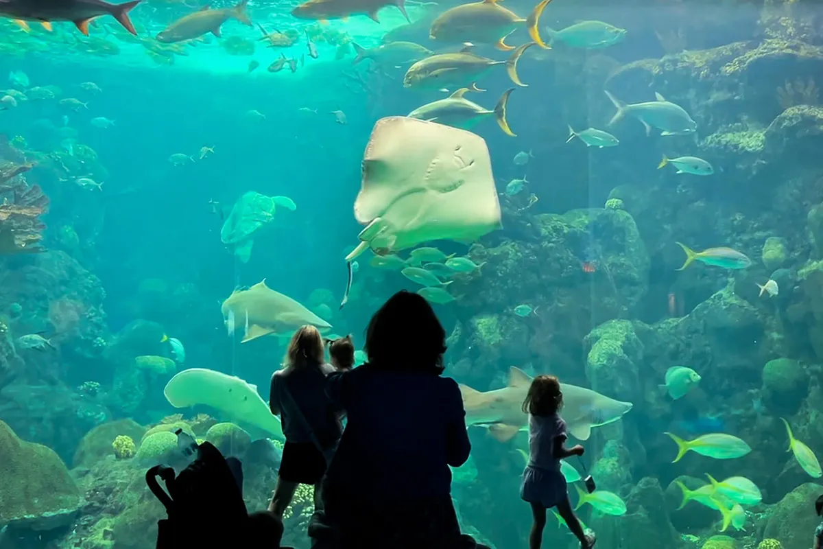 The Aquarium, stop in Bahamas — photo 6