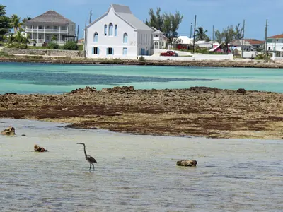 Cupid's Cay, stop in Bahamas — photo 4