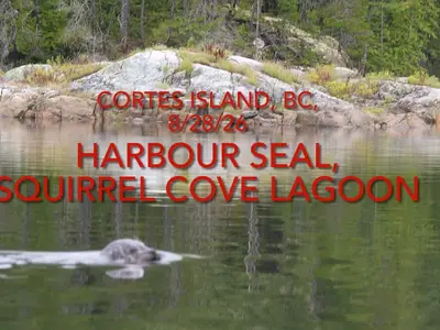 Squirrel Cove Lagoon, anchorage in Canada — photo 3