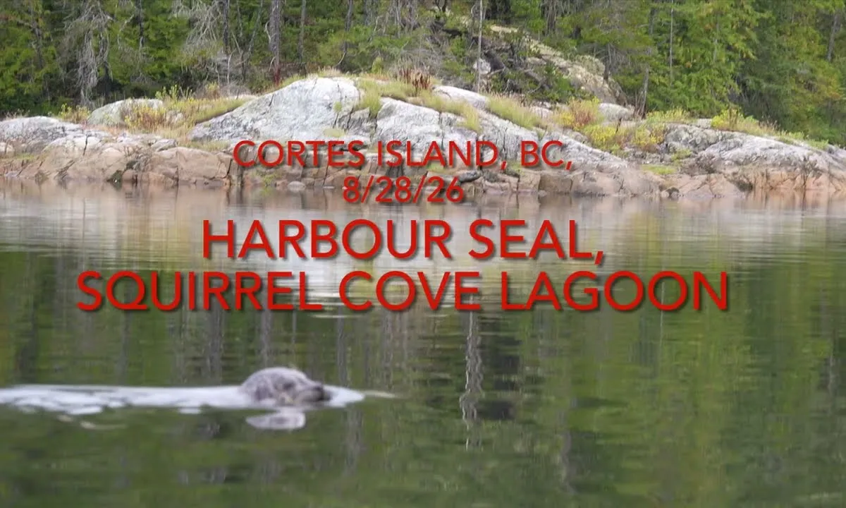 Squirrel Cove Lagoon, anchorage in Canada — photo 3