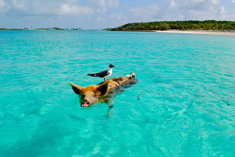 Hurricane Hole 2 Anchorage in Exuma, Bahamas — photo 4
