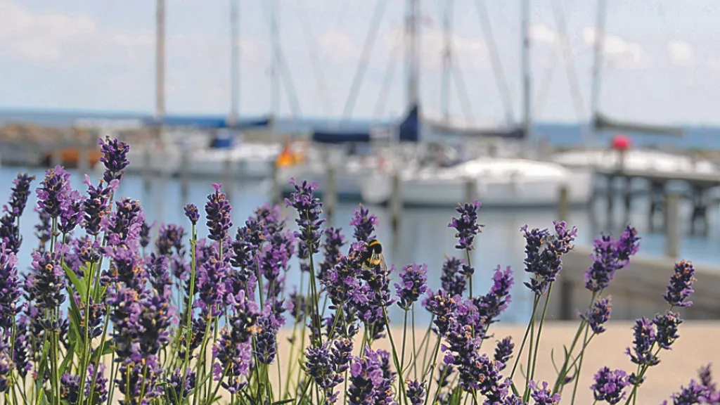 Vejrø Havn, marina in Vejrø, Denmark — photo 6