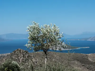 Prophet Elias Bay