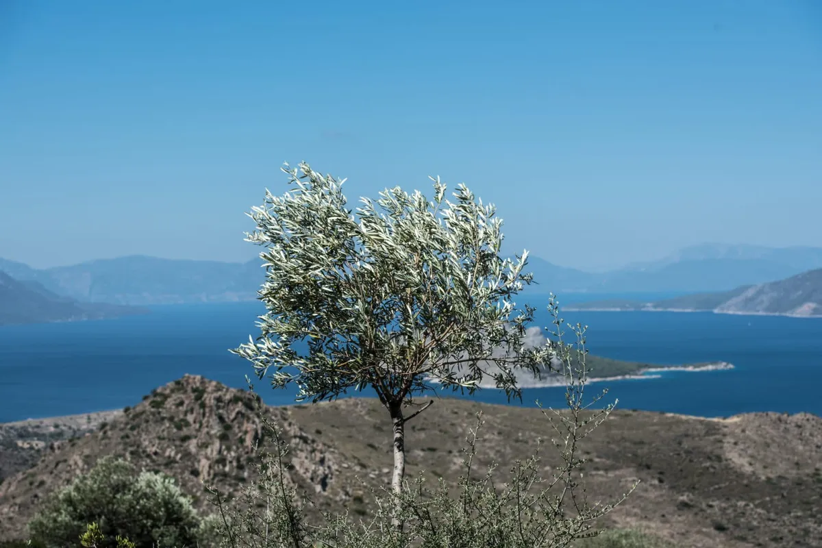 Prophet Elias Bay in Perdika, Greece
