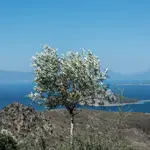 Prophet Elias Bay
