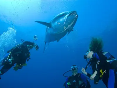 Serifos Scuba Divers - Photo 3