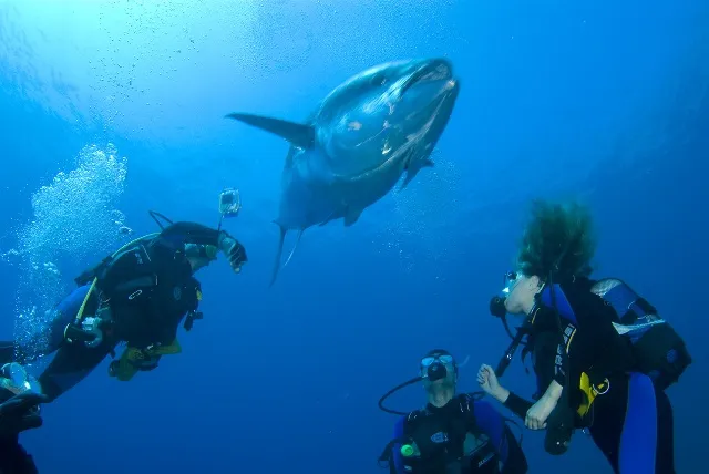 Serifos Scuba Divers - Photo 3