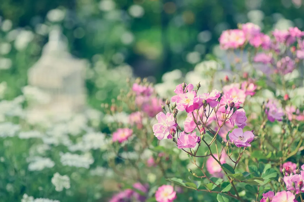 Rosarium Luc Van Esser - Photo 4