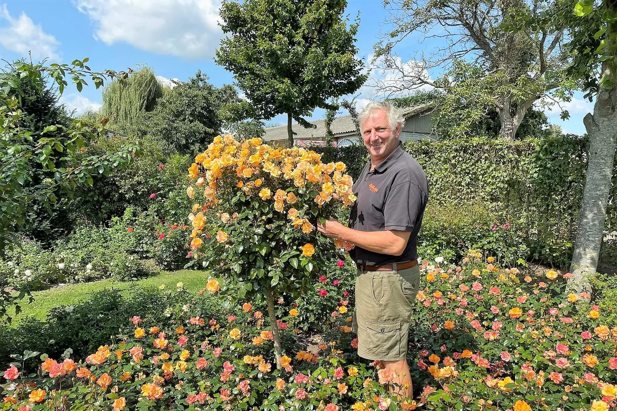 Rosarium Luc Van Esser - Photo 2