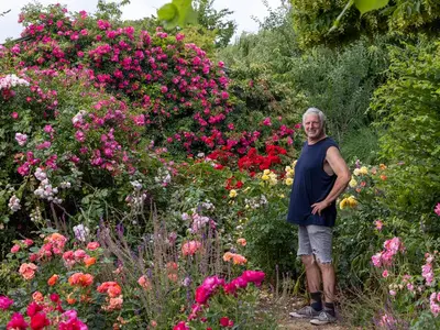 Rosarium Luc Van Esser - Photo 3