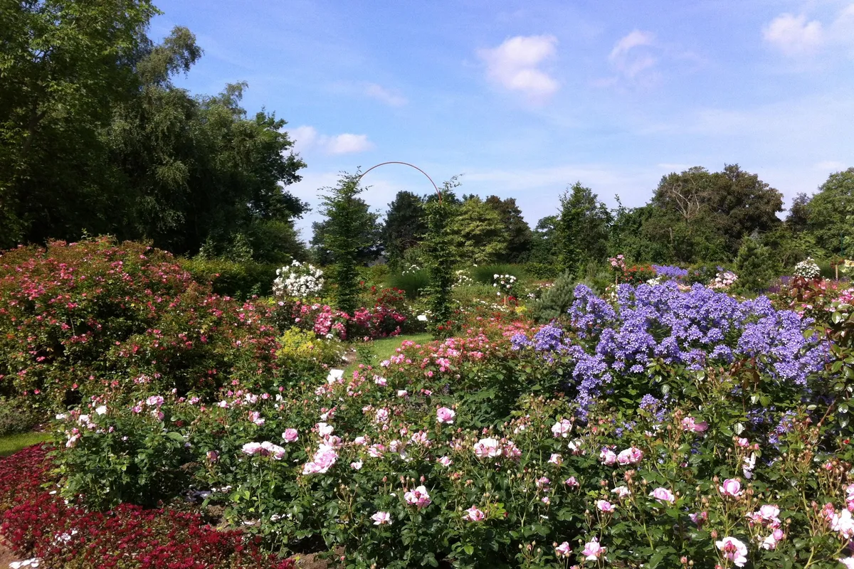 Rosarium Luc Van Esser - Photo 1