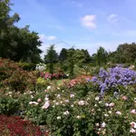Rosarium Luc Van Esser