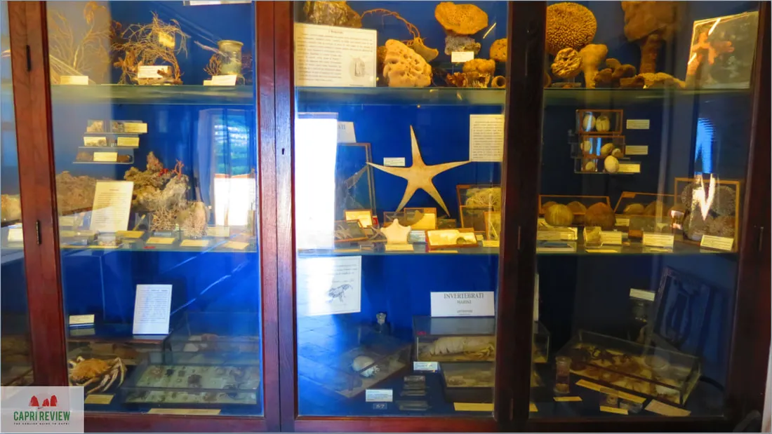 Museo Ignazio Cerio - Photo 4