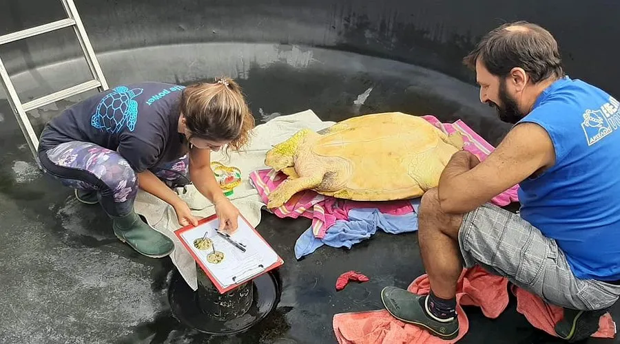 Sea-Turtle Rescue Centre - Photo 3