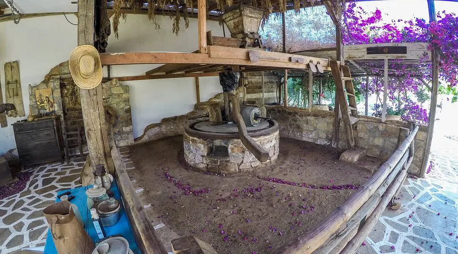 Olive Oil Farm - Photo 1