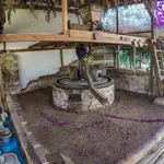 Olive Oil Farm