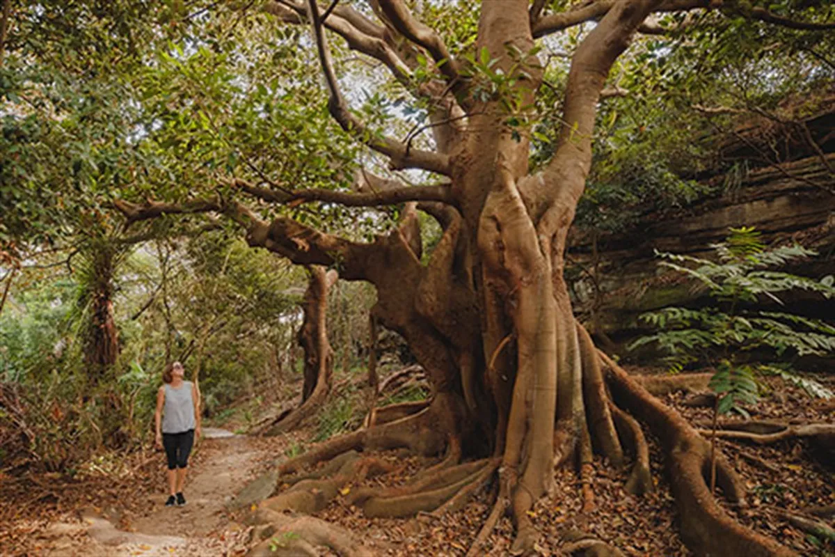 Wishing Tree - Photo 1