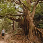Wishing Tree