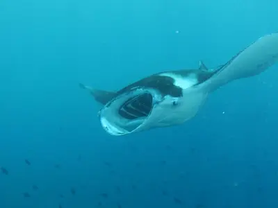 Hemisphere sub - Photo 2