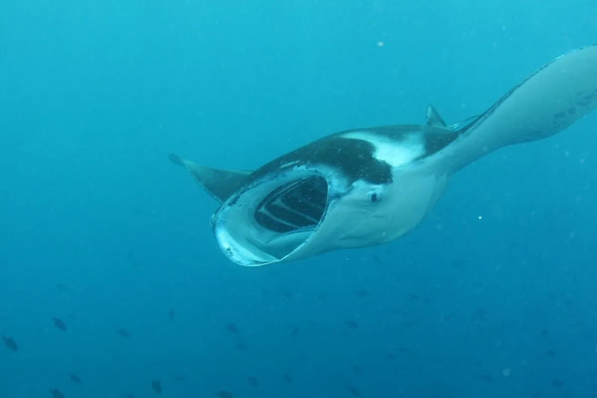 Hemisphere sub - Photo 2