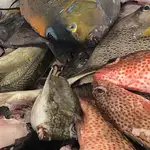 Fish Market
