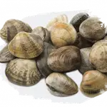 Schelpdier Hatchery - Roem van Yerseke