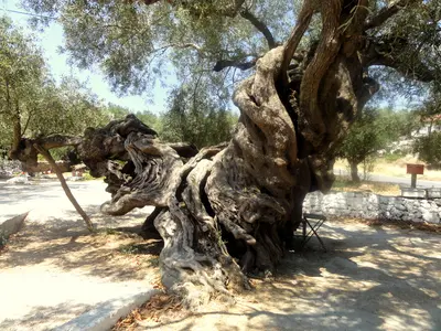 Old Olive Tree - Photo 2