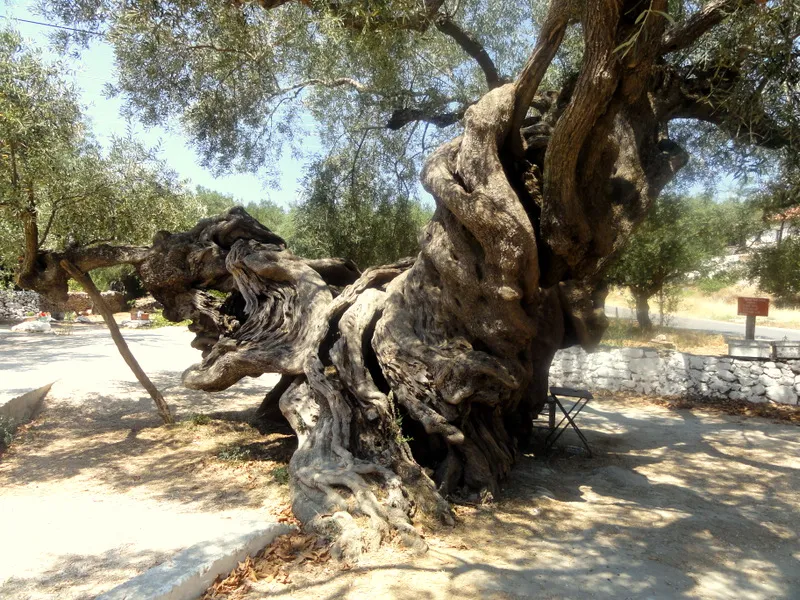 Old Olive Tree - Photo 2
